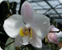 Phal. philippinensis x schilleriana